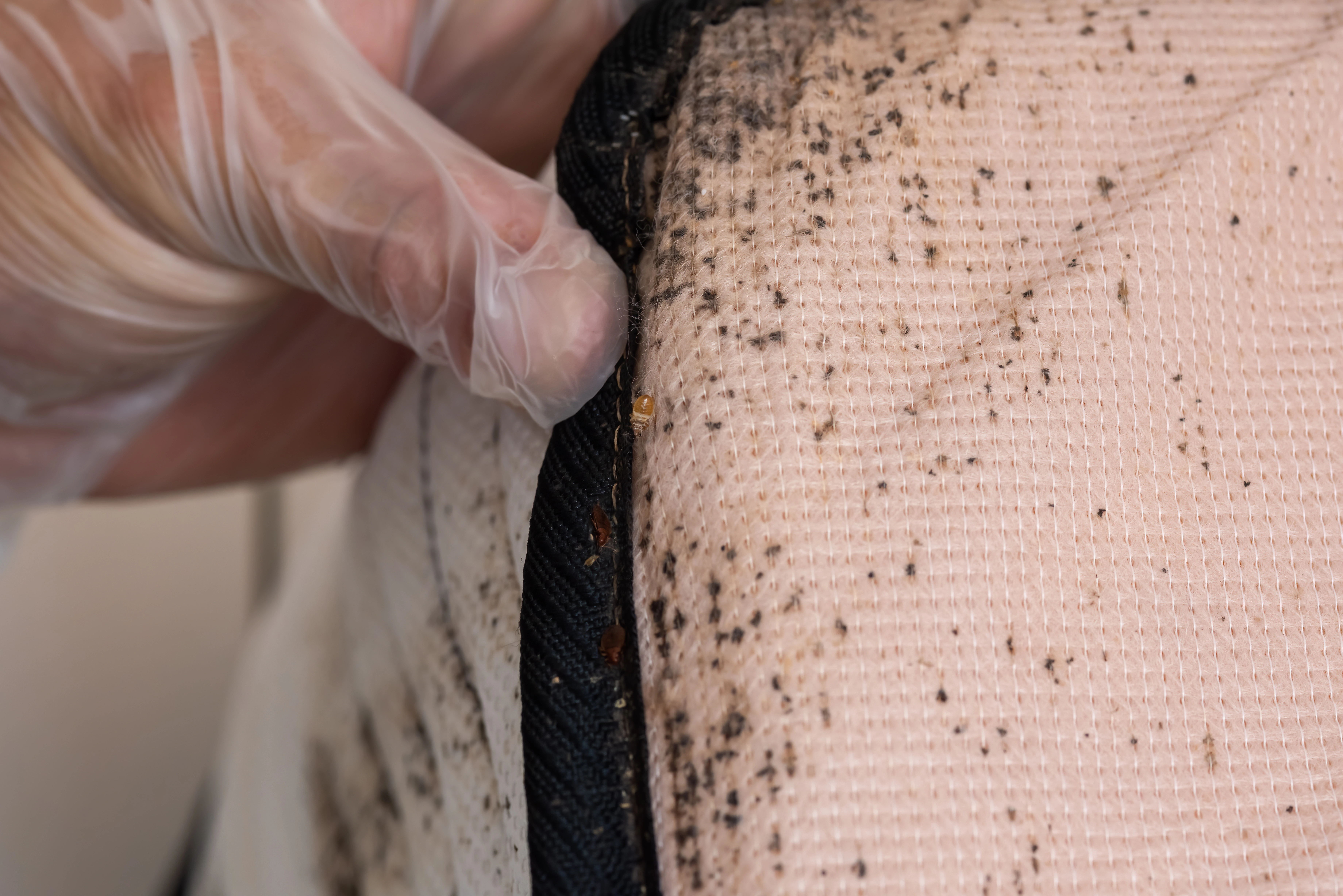 Close-up inspection and treatment of bed bug infestation on mattress fabric in Los Angeles by No Bugs in LA