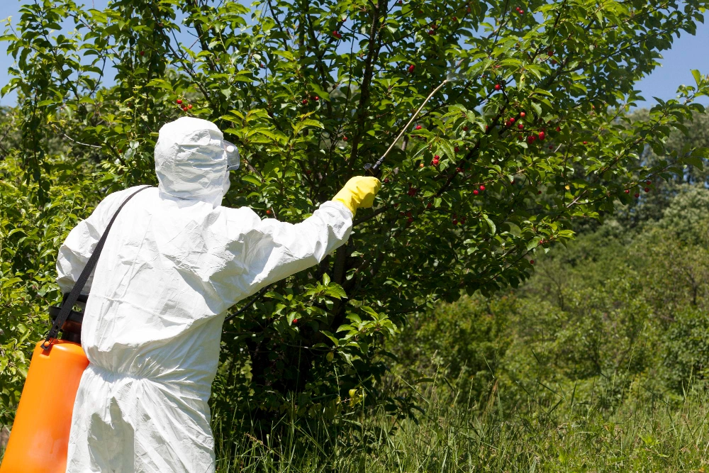 Environmentally safe pest control spraying vegetation in Los Angeles by No Bugs in LA